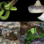 柬埔寨馬德望省溶洞發現多種新物種及瀕危野生動物