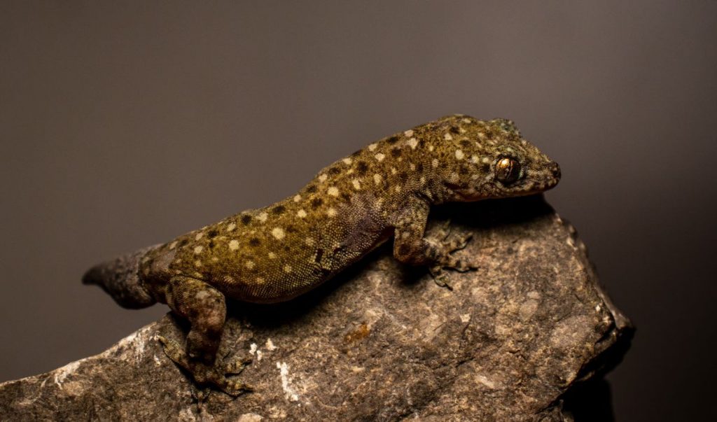 截趾虎(Gehyra gecko)