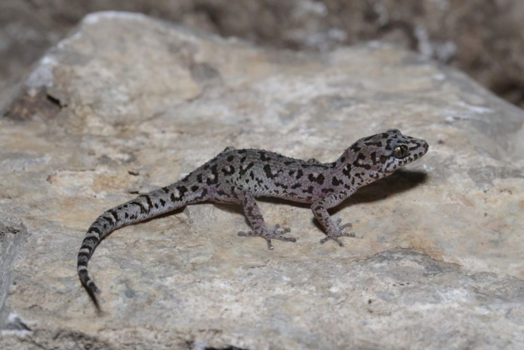 夜遊狄克遜壁虎(Dixonius noctivagus)
