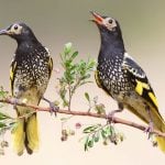 澳洲王吸蜜鳥不懂傳統鳴叫無法求偶   科學家找野鳥敎唱「情歌」
