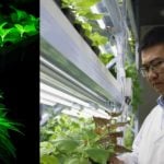 中國生物工程博士   研製會發光的植物取代電力照明