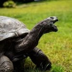 愚人節謠傳已去世 陸地上最長壽動物巨龜喬納森193歲仍健在