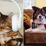 獨留毛孩在家 播放影音能否減少焦躁?