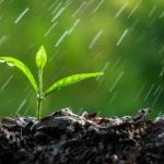 科學家證實水稻種子可感知雨聲 接收訊號破土發芽