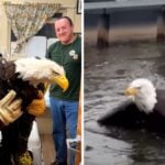 加州明星禿鷹病重 野鳥中毒問題更受關注