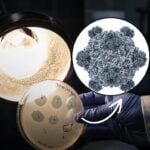 AI設計出殺滅大腸杆菌的人工病毒  但帶來生物安全疑慮