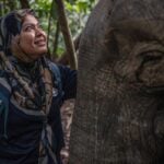 有「象語者」美譽 馬來西亞生物學者守護瀕危婆羅洲象