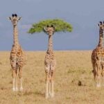 惹笑野生動物攝影獎 以幽默方式推動生態保育