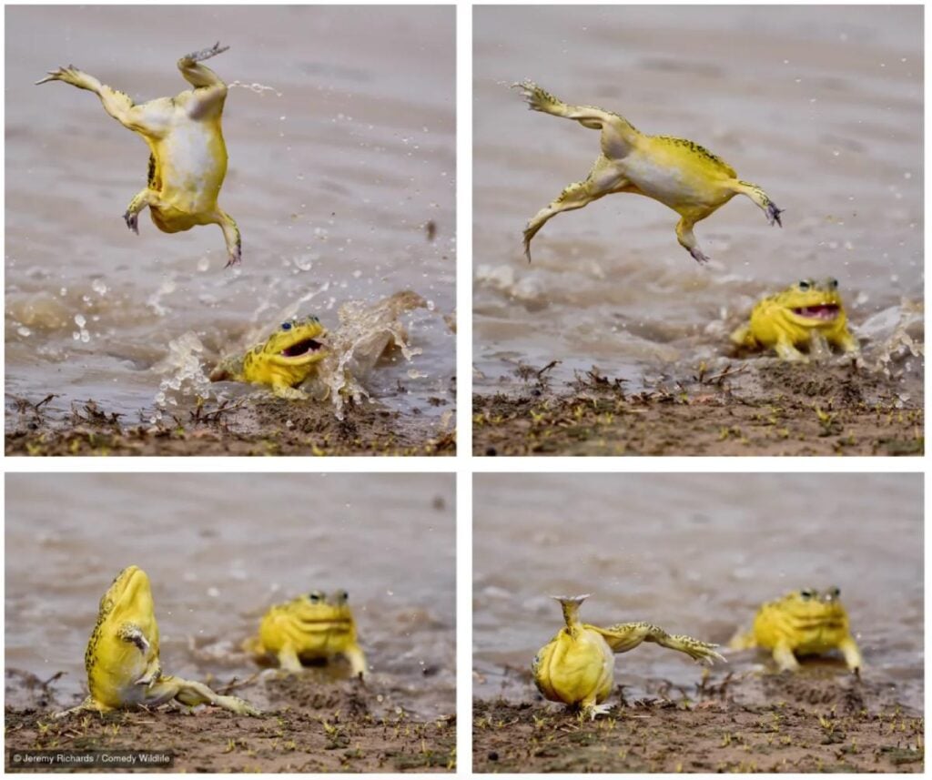 Jeremy Richards / Nikon Comedy Wildlife Awards