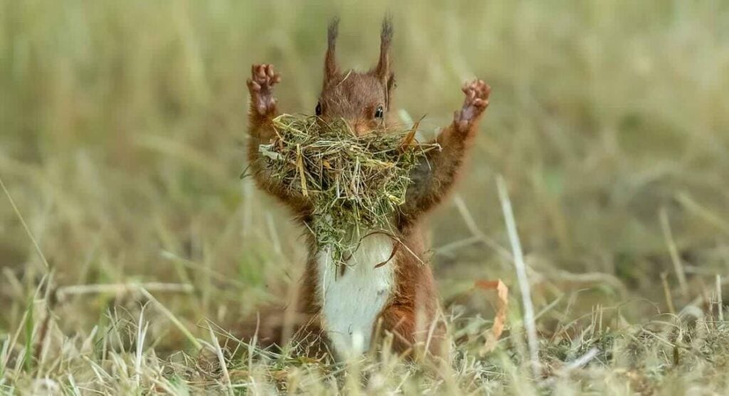 Udo Harms / Nikon Comedy Wildlife Awards