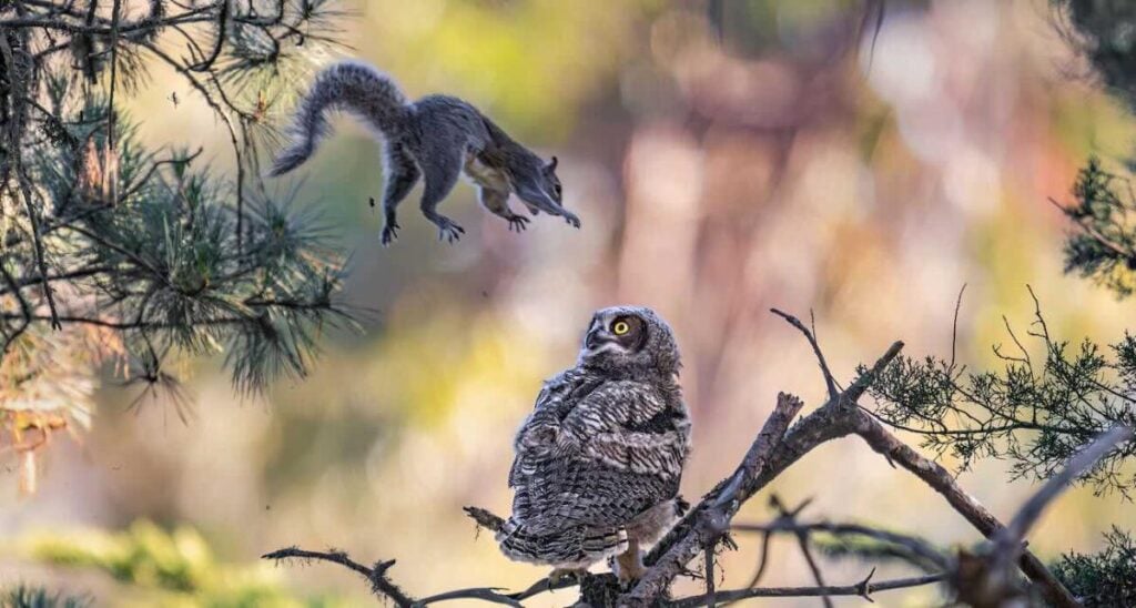 Kevin Lohman / Nikon Comedy Wildlife Awards